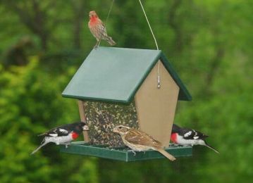 Songbird Essentials Large Recycled Plastic Hopper Bird Feeder