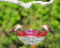 Aspects HummBlossom 4 Ounce Hummingbird Feeder (Color: Rose)