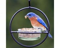 Couronne Co. Sphere Hanger Mealworm Feeder (Glass Color: Clear)